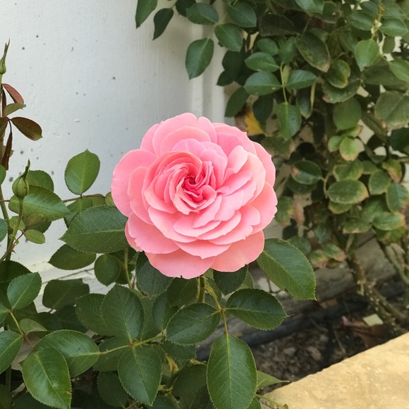 Meet your Posher, Helen - Picture 1 of 1